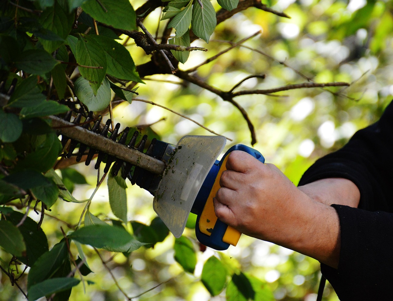 Services bush, to cut, gardening, gardener, section, branches, garden, nature, work, hedge trimmer